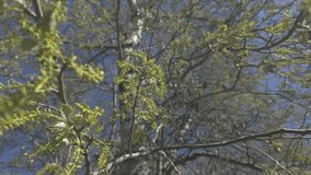 View from below of female flowers of White Poplar, Populus alba, against bright sun and blue sky, close-up - Powered by Shutterstock - Get 15% off with code: PIKWIZARD15