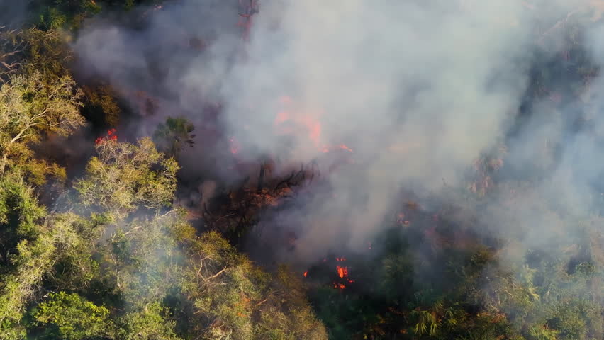 Vegetation fire burns through dry forest in Florida during drought season, with smoke rising above treetops and flames consuming dense underbrush.