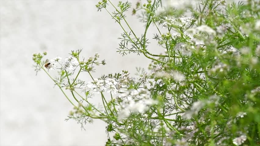 Coriander flowers, blooming Coriandrum, growing cilantro, flowers and seeds close up. Condiments, seasonings, healthy vegan food. Honey bee working on plant