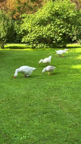 Four white domestic geese grazing on lush green grass in sunny open meadow, vertical video