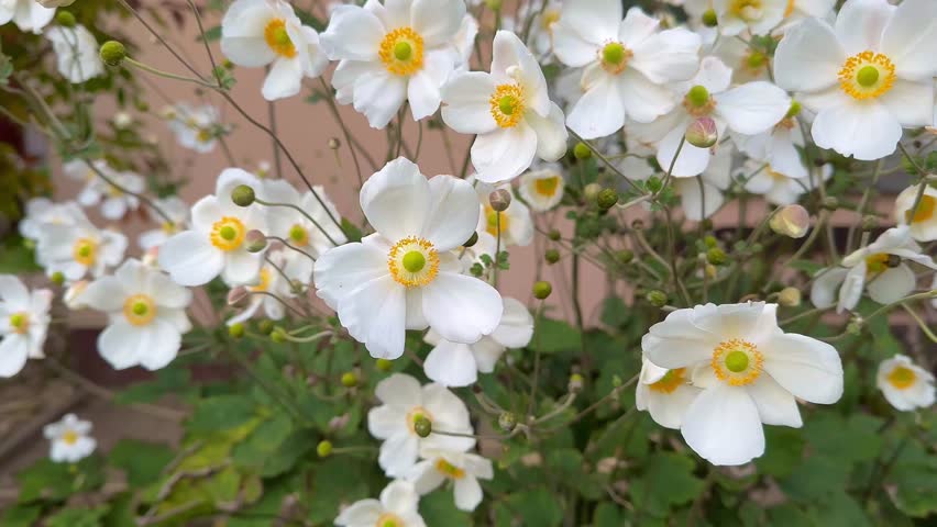 White anemone flowers in garden. Japan Autumn Anemone 'Honorine Jobert' white flowering plant