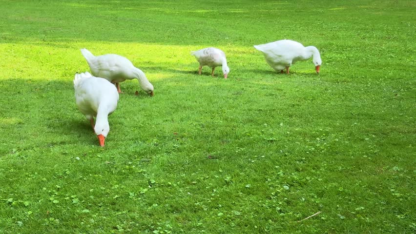 Four white domestic geese grazing on lush green grass in sunny open meadow