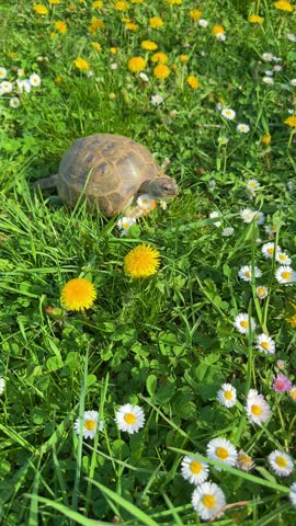 Tortoise moving in meadow full of yellow dandelions and white daisies, spring nature scene, vertical video
