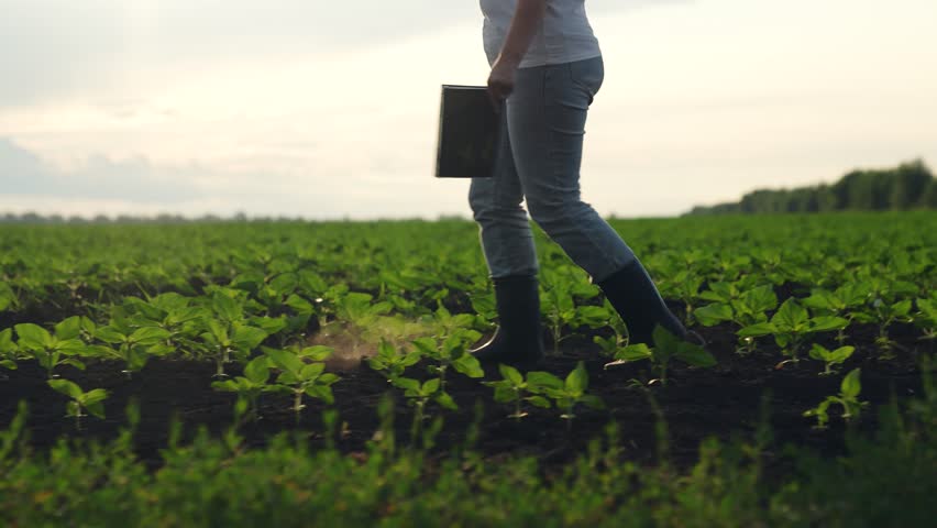 Agriculture, Woman surveying farm rows, Field worker using digital device, Methodical crop checking, Innovation in food production, Farming efficiency tools, Agri-science improvements, Farming and