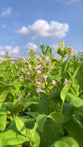 flowering tobacco plants growing in rows, vibrant agricultural scene with large leaves and summer growth, vertical video