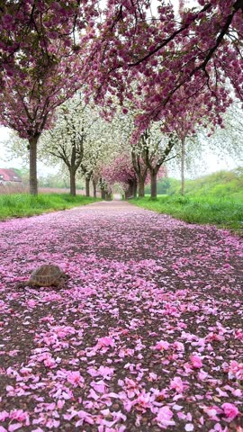 Small turtle on path covered with pink petals under blooming cherry blossom trees in spring, vertical video