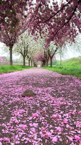 Small turtle on path covered with pink petals under blooming cherry blossom trees in spring, vertical video