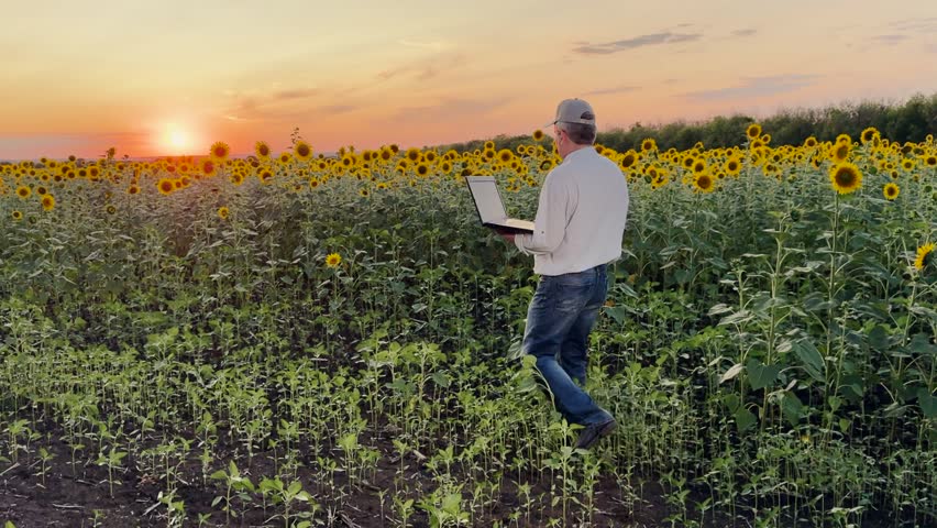 Smart agriculture with digital tools, Golden hour in sunflower farm, Internet of Things in agriculture, Agritech solutions in a natural environment, Precision planting with data insights - Powered by Shutterstock - Get 15% off with code: PIKWIZARD15