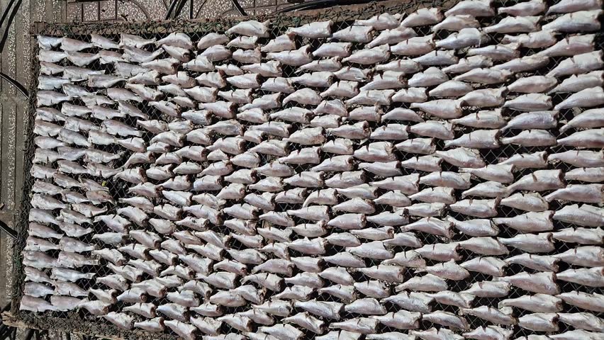 A close-up slow zoom shot of a large quantity of fish arranged on a rack, sun-drying to become "cá khô" (dried fish) in Vung Tau, Vietnam.