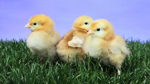 Young chickens on a patch of green grass Stock Video
