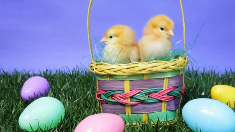 Baby chicks in an Easter basket Stock Video