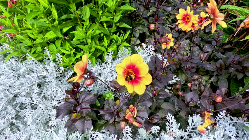 A bumblebee visits a vibrant Dahlia Moonfire flower, surrounded by lush foliage and silver plants, under bright natural daylight with a steady overhead camera view