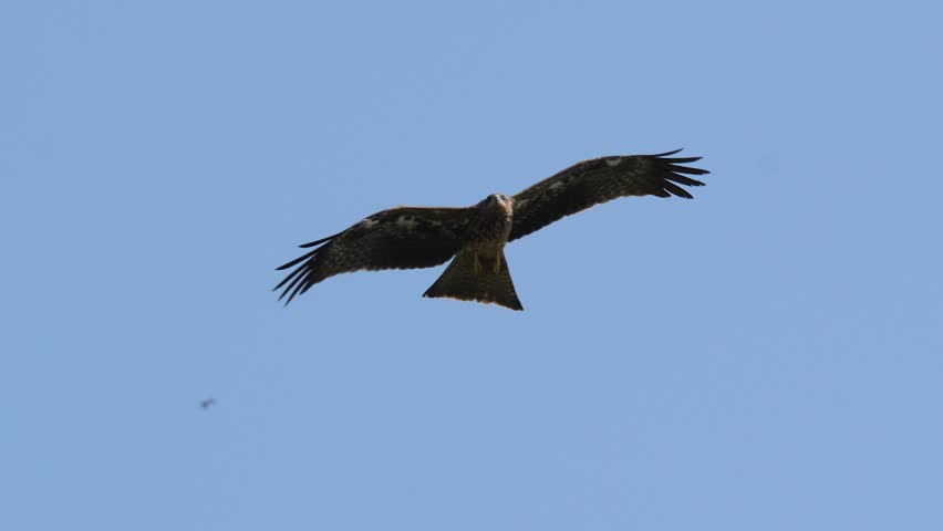 Black Kite Bird of Prey Flying in Sky (Milvus migrans) – 120fps Slow Motion 4K Footage