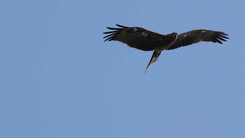 Black Kite Bird of Prey Flying in Sky (Milvus migrans) – 120fps Slow Motion 4K Footage