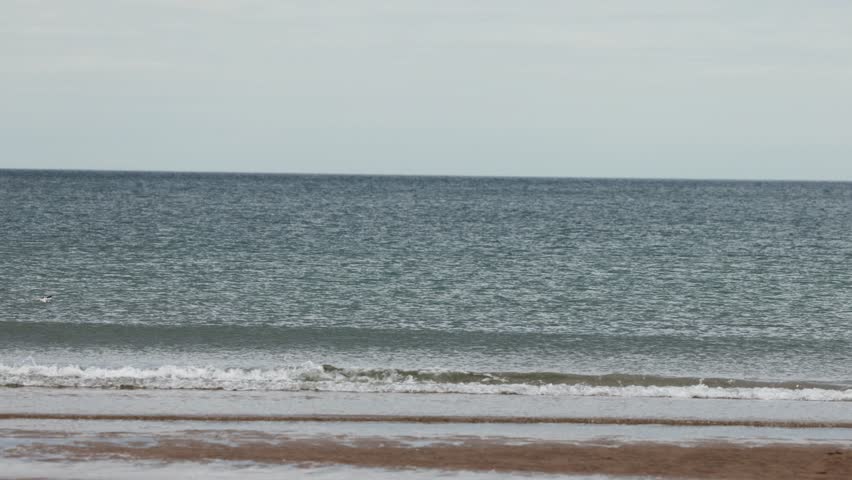 An Arctic Tern swiftly dives toward the North Sea from above, captured in a wide, static shot on a cloudy day at Carnoustie, Scotland