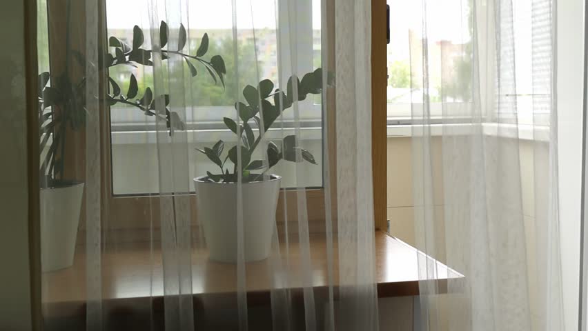 Minimalist interior view with a potted plant seen through sheer curtains, soft daylight filtering from a bright balcony window in the background. Zamioculcas growing on windowsill