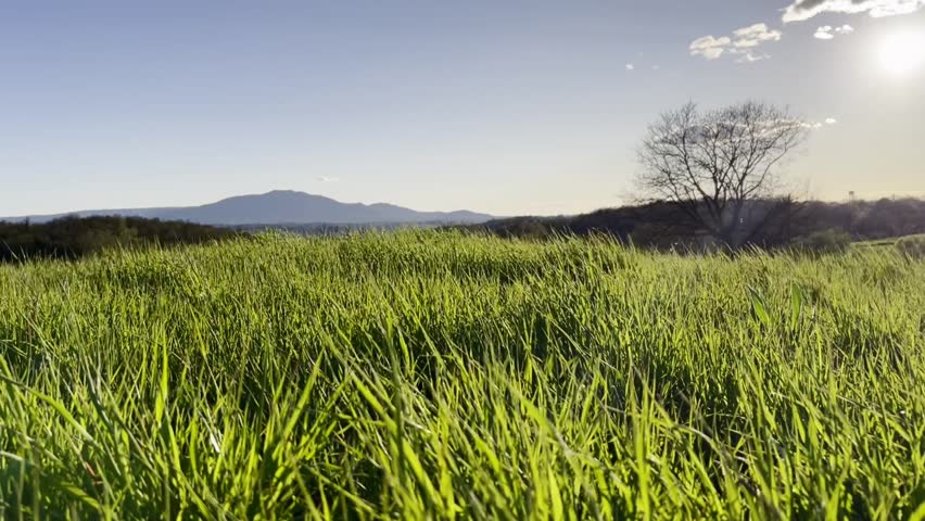 Scenic view of a lush green field with a lone tree and a mountain in the background under a bright sun. Idyllic countryside landscape for peace and nature concepts