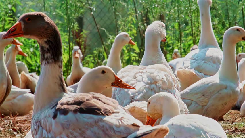 A slow-motion panning shot reveals a large flock of domestic white and grey geese gathered on sunny day at a free-range poultry farm, showcasing rural life and sustainable animal agriculture, Latvia