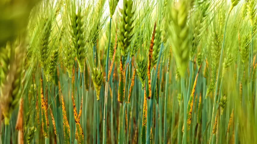 Close-up of wheat crop field with green ears swaying in the wind. Natural background with agricultural crop field in golden hour sunlight.