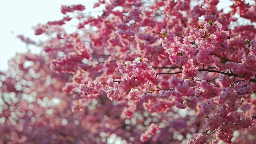 Soft pink cherry blossoms sway in slow motion under a gentle evening light