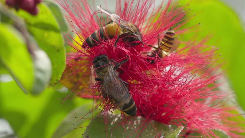 Group Of Giant Honey Bees Busy On Eating Nectar Of Red Powder Puff Flowers. - closeup shot