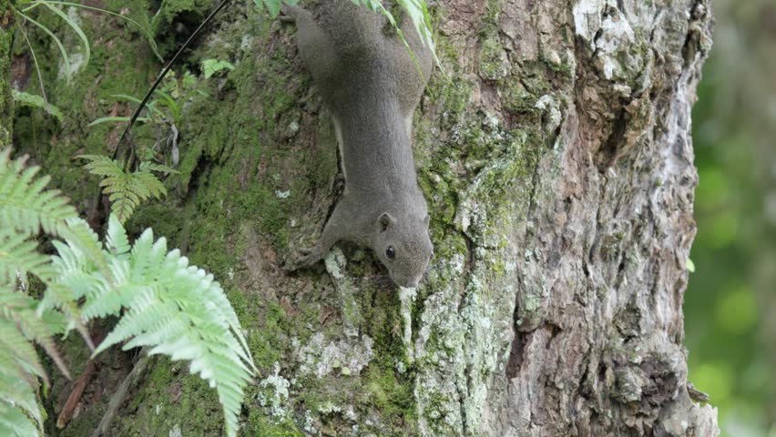 Plantain Squirrel Clinging Upside Down On The Mossy Trunk Of Tree In The Forest. - closeup shot