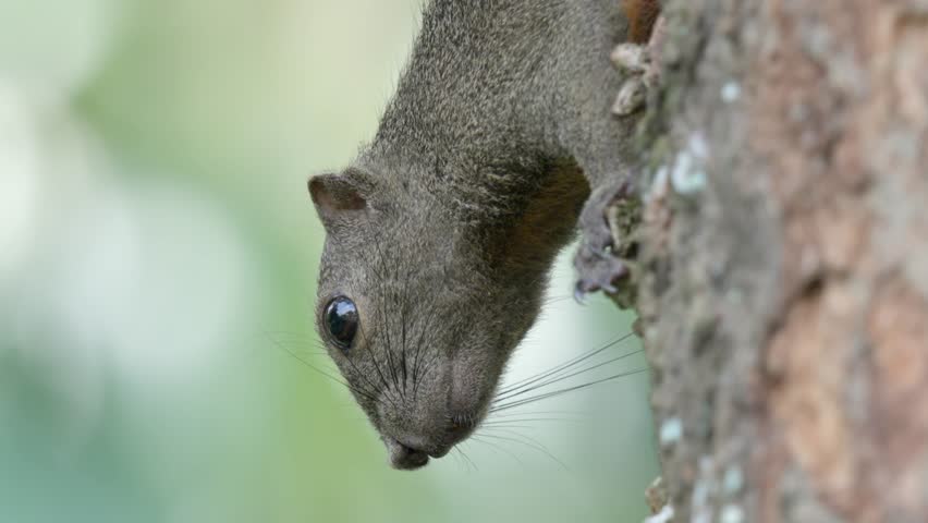 Closeup Of Plantain Squirrel Head While On The Tree In The Forest.