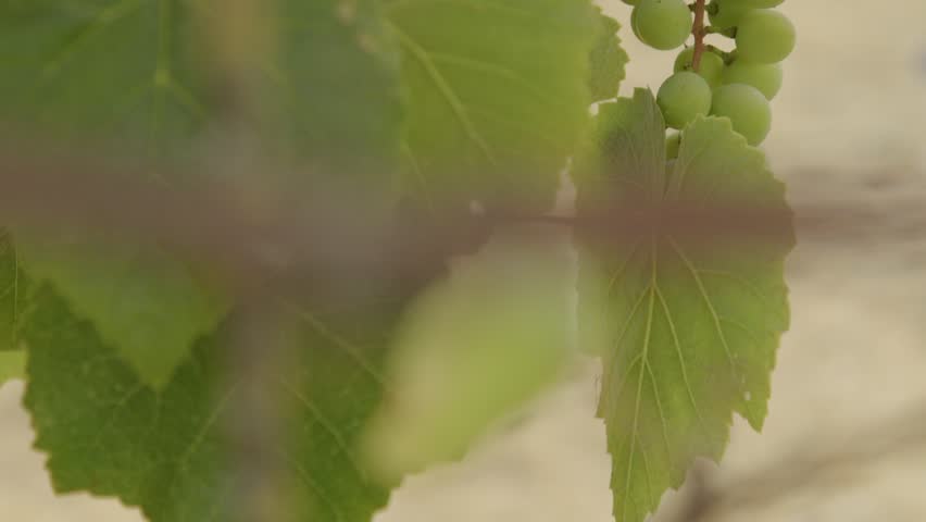 Panning Upward Of A close-up view of a fresh bunch of green grapes growing on the vine.