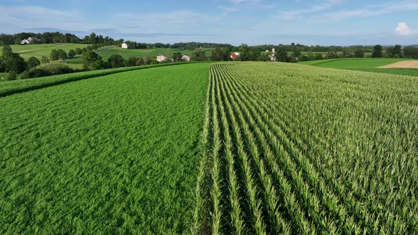Aerial flyover maize field and wheat field on sunny day in American suburb. American countryside on hills with homes in background. Wide shot. Farmsteads in idyllic landscape.