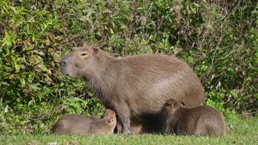 Capybara mother nurses young on wetland grass at water’s edge