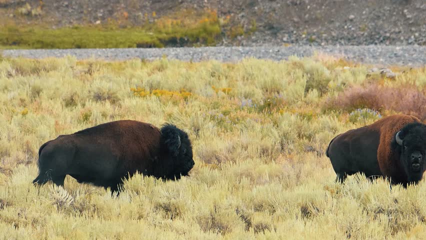 Two bison fighting during their rut in Yellowstone National Park in slow motion.
