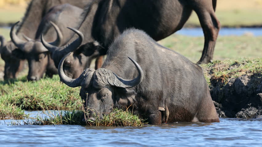 An African buffalo (Syncerus caffer) feeding in river, Chobe National park, Botswana