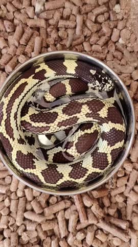 Snake resting. A carlifornia king snake resting in water bowl. 