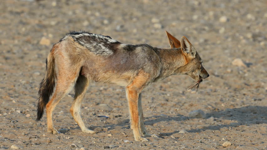 A black-backed jackal (Canis mesomelas) scavenging in natural habitat, Kalahari, South Africa