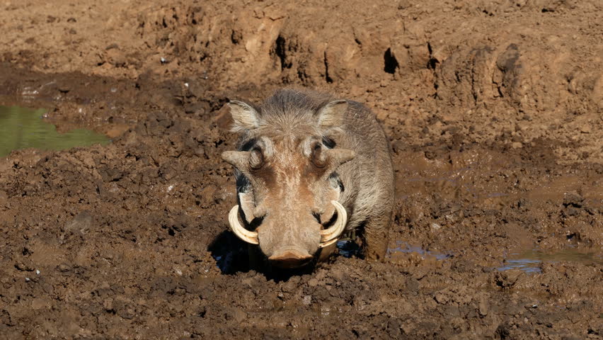 A warthog (Phacochoerus africanus) drinking at a muddy waterhole, Mokala National Park, South Africa