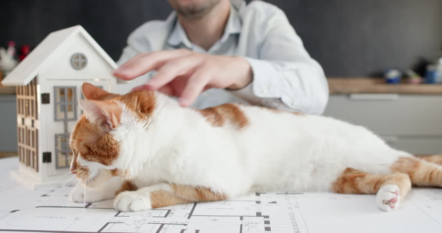 Man realtor sits at desk and gently strokes ginger-and-white cat lying near house model. Model house stands on table surrounded by drawings and relaxed cat