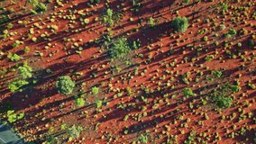 Aerial view of the arid landscape, vibrant red soil contrasted by scattered green shrubbery creating a textured tapestry of color and light, Ayers Rock, Northern Territory, Australia. - Powered by Shutterstock - Get 15% off with code: PIKWIZARD15
