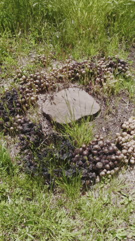 Vertical footage, Сamera moves in a circle around a large cluster of Poisonous mushrooms growing around a tree stump