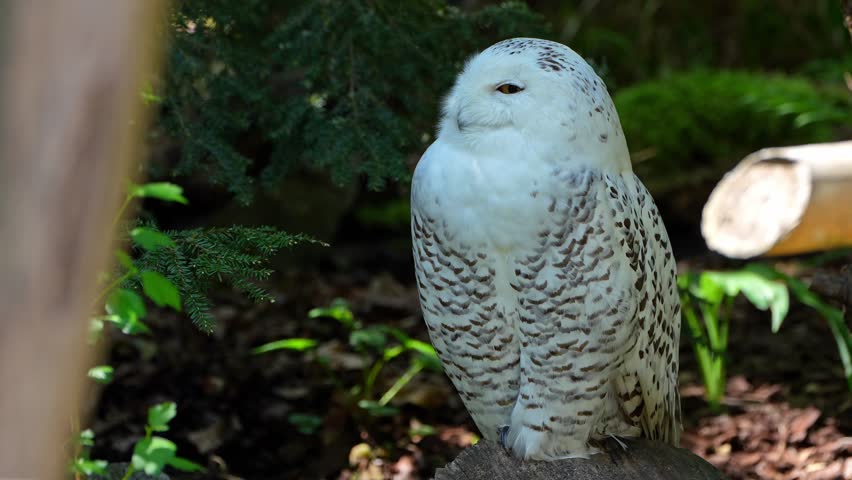 Snowy owl, Bubo scandiacus, bird of the Strigidae family. With a yellow eye