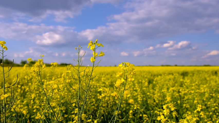 Mustard field blooming yellow. Selective focus. nature.