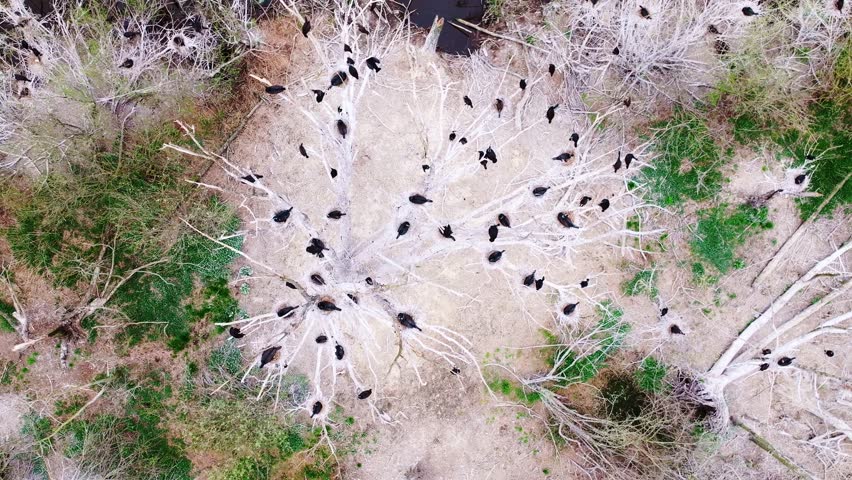 Slow camera descent with reverse spin shows cormorants nesting in wetland trees