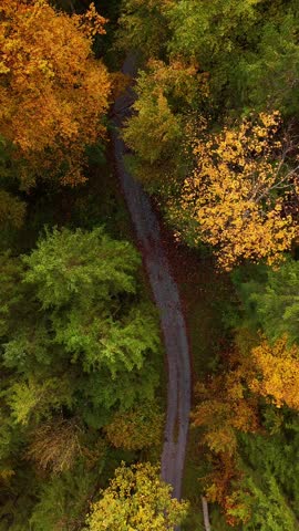 Road path forest multicolor tree canopy autumn fall copper leaves, aerial top down view vertical