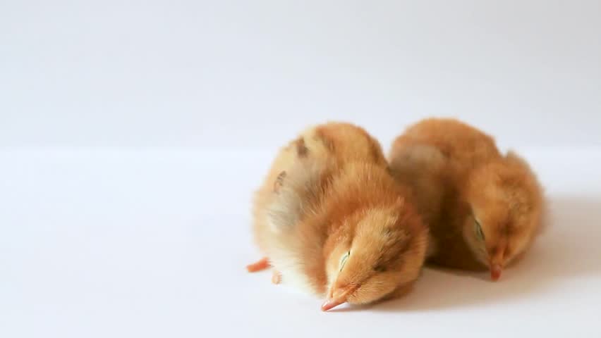 
Two cute little red chickens sleep sweetly on a white background