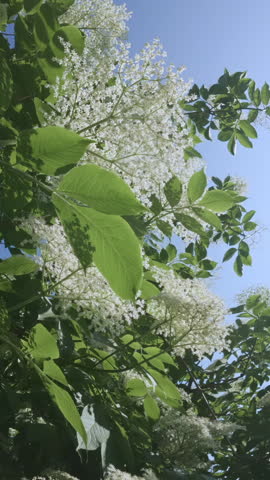 Vertical footage, Flight down from the crown of a blooming American black elderberry (Sambucus canadensis) flying between branches covered with white flowers against a blue sky on a sunny day, backlit