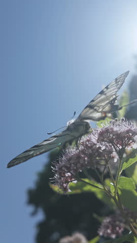 View from below of Scarce Swallowtail butterfly with opens wings drinks nectar from rosy pink Meadowsweet, sun's rays pass through wings of butterfly, backlit by sun against blue sky