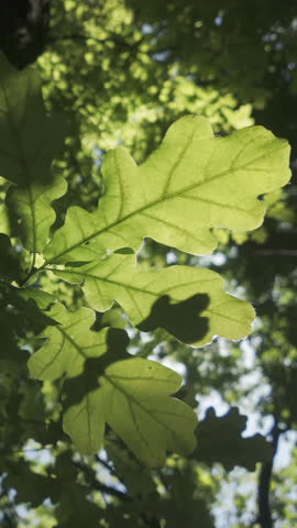 Vertical footage, Bottom-up view shows sunshine breaking through the thick foliage of an oak tree, a branch sways in the wind, backlit by the sun.
