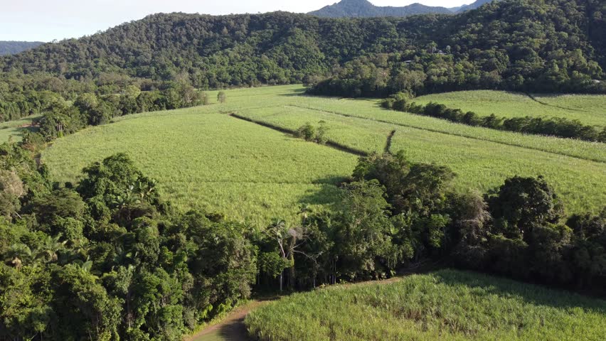 4K Aerial view of a sugarcane field in a green valley in North Queensland, Australia