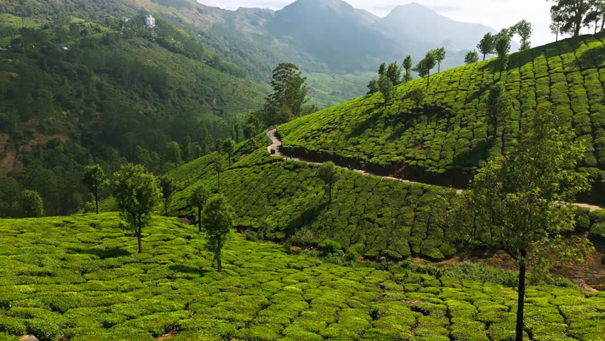 Drone rising over lush green, tea fields in Munnar, sunny day in Kerala, India