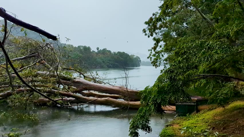 Fallen tree into Kandy Lake during heavy rain in Kandy, central province of Sri Lanka