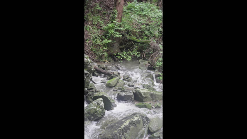 Beautiful mountain stream with clear water in Japan – nature landscape video